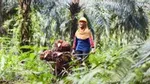A woman wearing a hard hat pushes a wheelbarrow in the forest